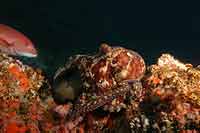 Two Spotted Octopus